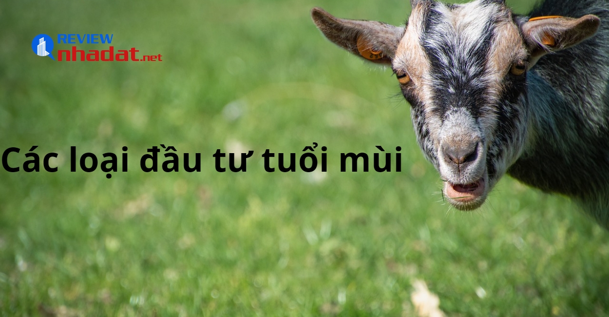 Các loại đầu tư phù hợp tuổi mùi trong năm 2023