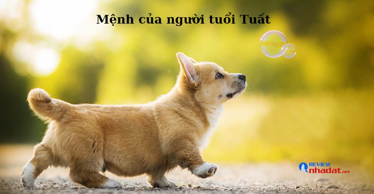 Tuổi Tuất kinh doanh gì để đạt được thành công, tài lộc trong năm 2023 ? 3 Mệnh của người tuổi Tuất