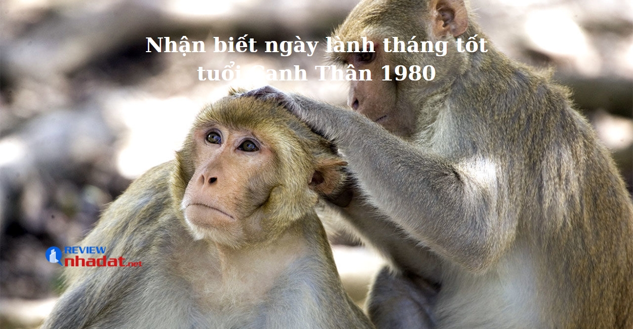 Nhận biết ngày lành tháng tốt của tuổi Canh Thân 1980