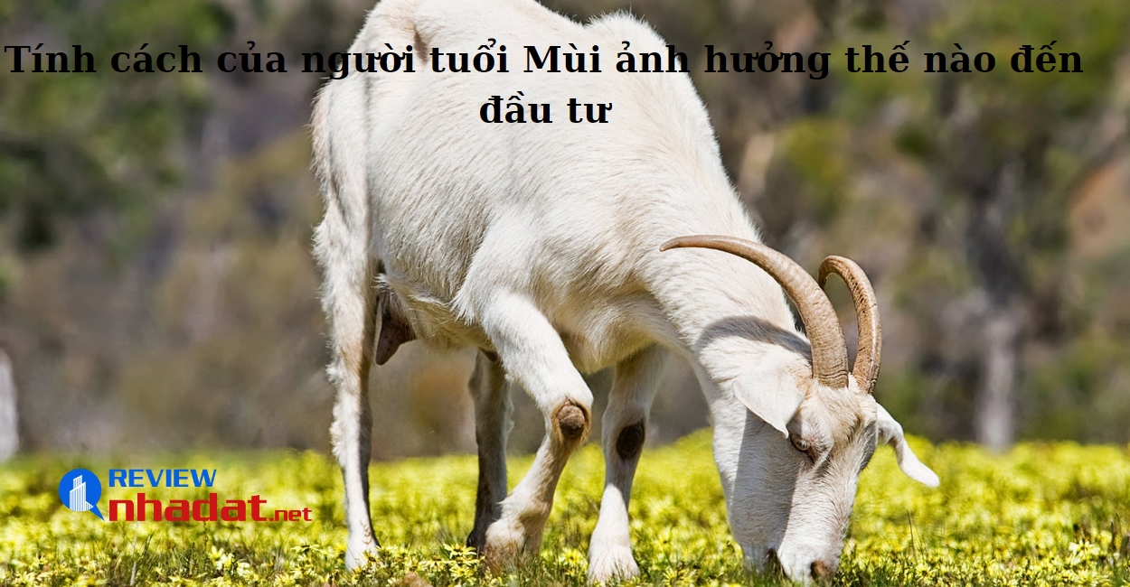 Tính cách của người tuổi Mùi ảnh hưởng thế nào đến đầu tư