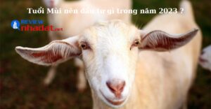 Tuổi Mùi nên đầu tư gì trong năm 2023 ?