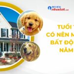Tuổi Tuất có nên mua, xây bất động sản năm 2023 không