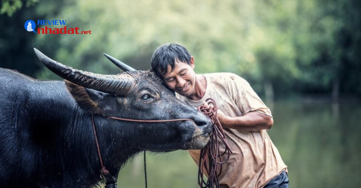 Tuổi Sửu ngày lành tháng tốt trong năm Quý Mão 2023? 3 Ngày lành tháng tốt của tuổi Quý Sửu 1973 trong năm 2023